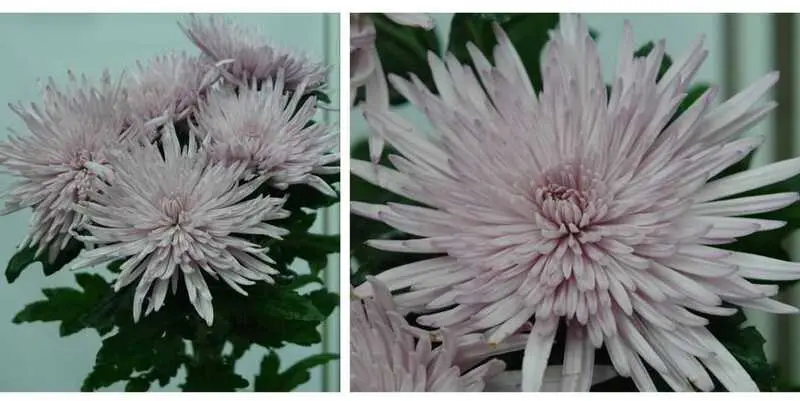 Спайдер Пинк 