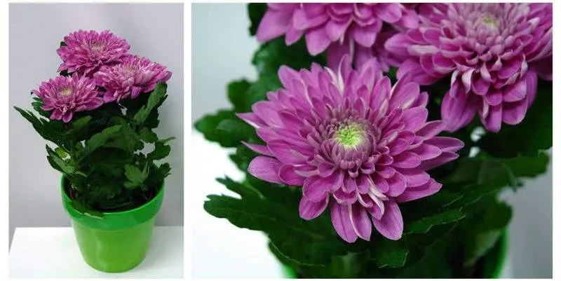 Хризантема Зембла Пёрпл Д12