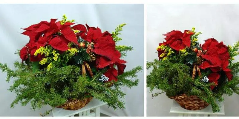 Рождественская композиция с Пуансетией